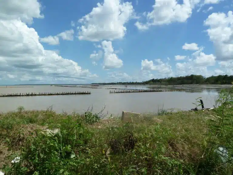 Area of mangrove regeneration in Suriname, showcasing JBA Global Resilience’s work in enhancing coastal resilience through nature-based solutions