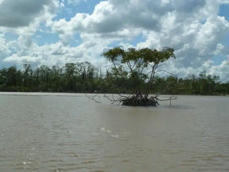 Natural mangroves in Suriname, vital for coastal protection and resilience in the region | JBA Global Resilience