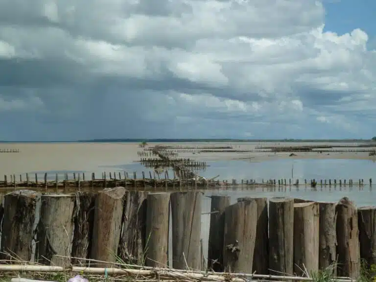 Sediment traps in Suriname aiding mangrove regeneration, highlighting JBA Global Resilience’s efforts in coastal resilience through innovative nature-based solutions.