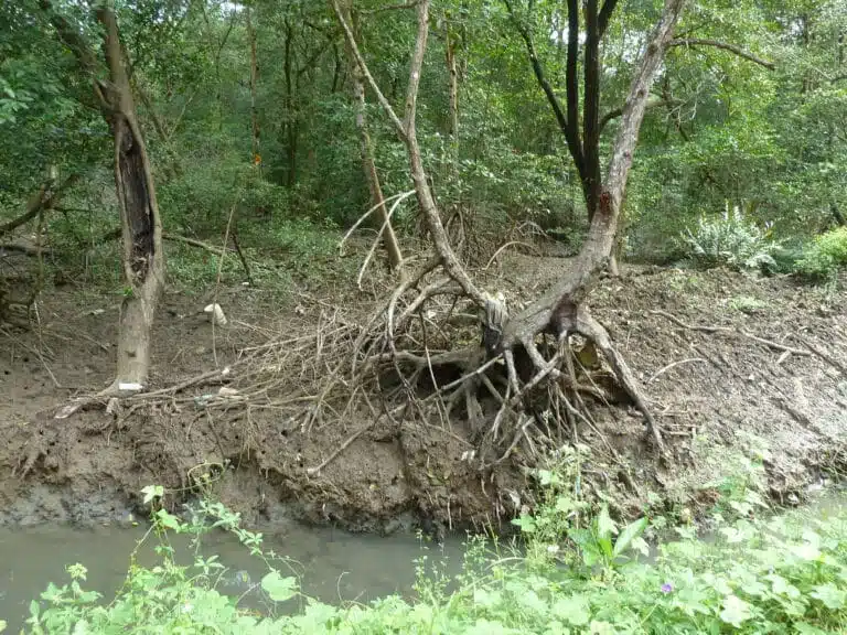 Mangroves, Panama City