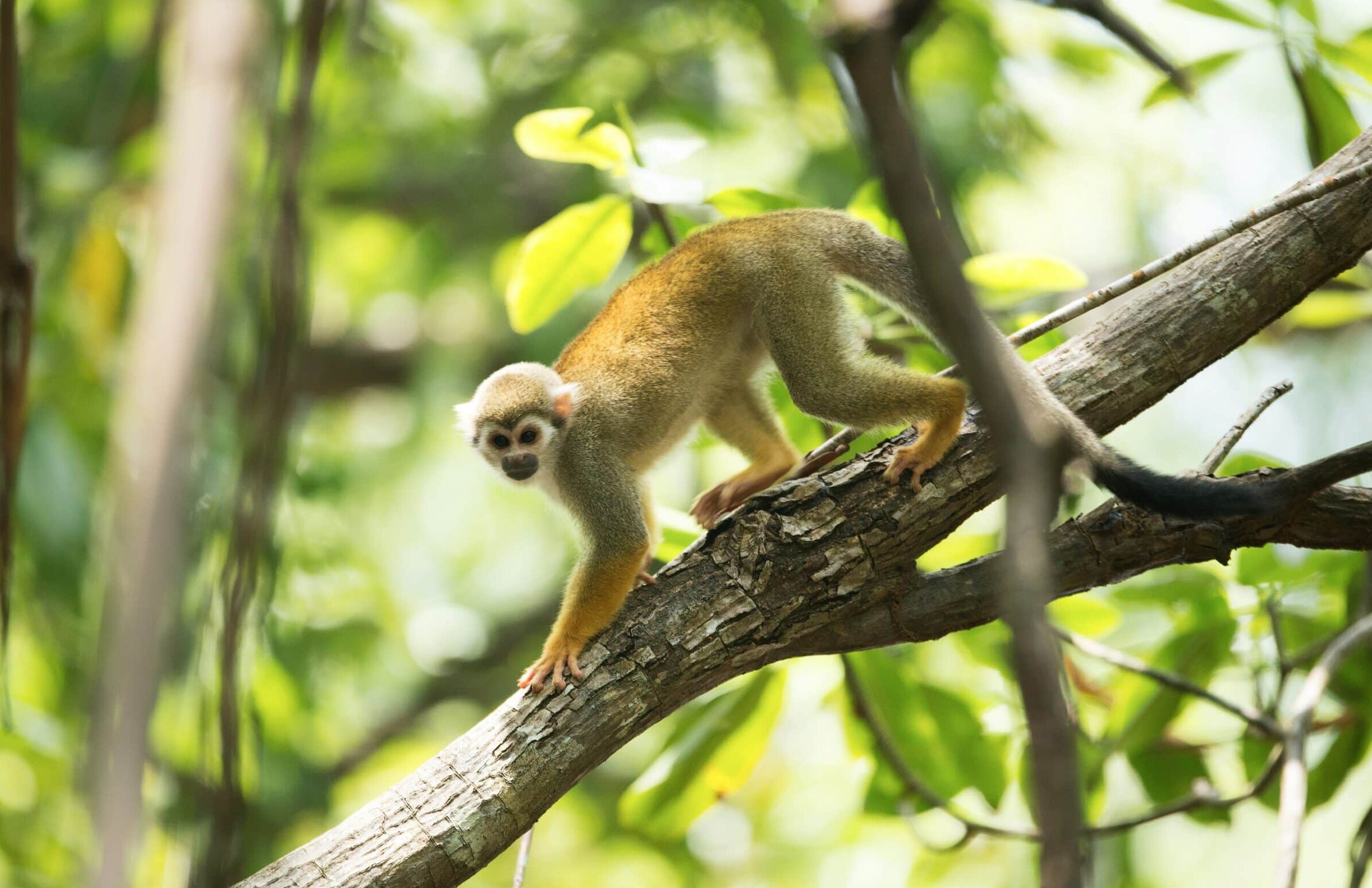 Squirrel monkey perched on a mangrove tree in Suriname, representing biodiversity and JBA Global Resilience's role in coastal resilience through nature-based solutions.