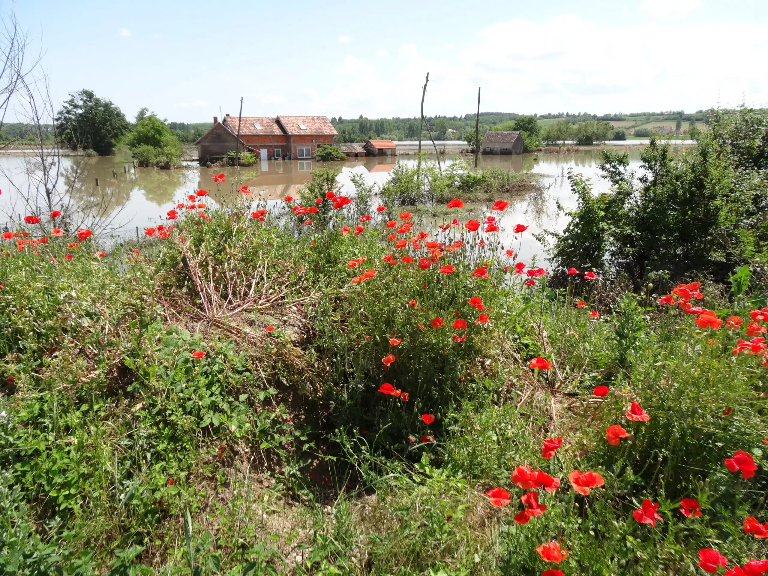 Vibrant red poppies in the foreground and flooded fields and property in the background. Serbia.