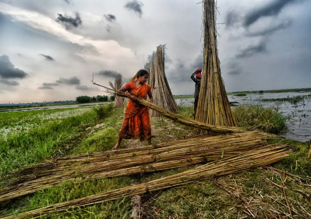 A female farmer in traditional dress, stacking Jute stalks at Bortir Bill, a vast wetland surrounded by farmlands under a stormy sky, in the 24 North Parganas district of West Bengal.