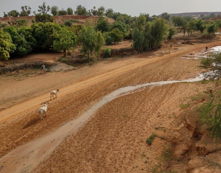 Cattle walking through an arid riverbed.