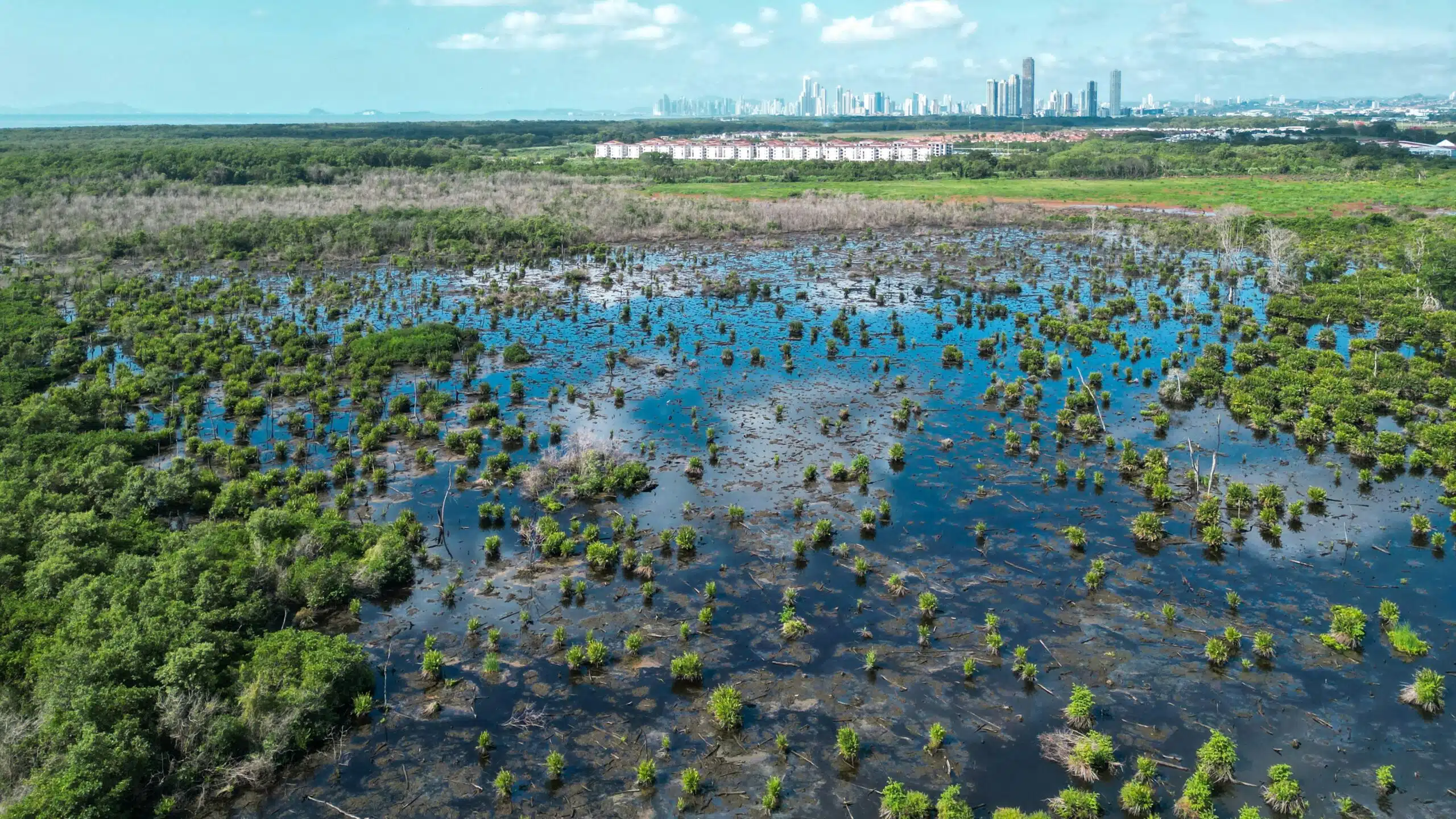 Aerial view of mangrove wetlands near Panama City with urban skyline in the background.