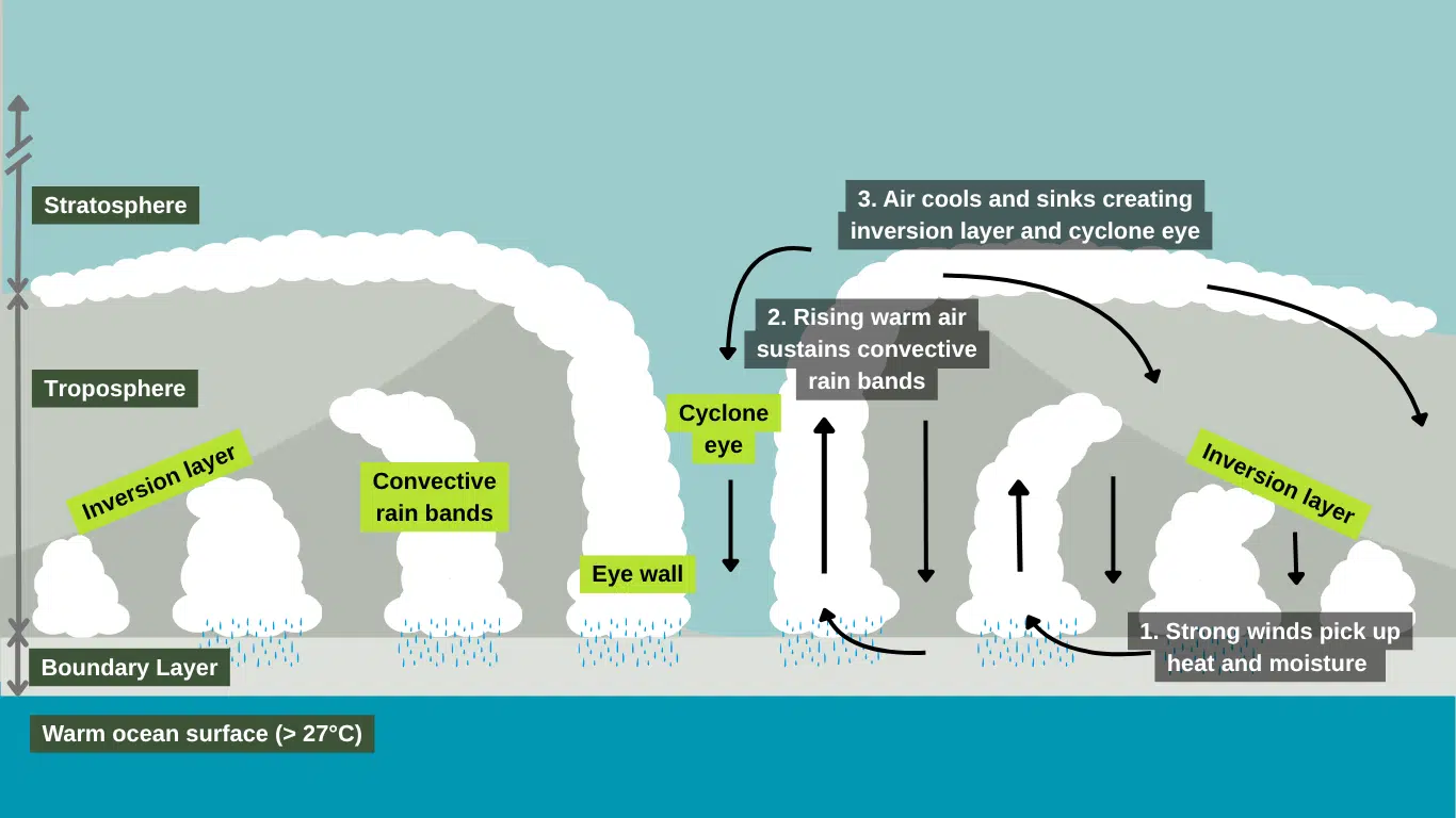Cross-section diagram showing the formation and structure of a tropical cyclone. Warm ocean water (above 27°C) heats the air in the boundary layer, causing strong winds that pick up heat and moisture. Rising warm air sustains convective rain bands, forming towering clouds in the troposphere. As the air cools and sinks, it creates an inversion layer and a calm cyclone eye at the centre. The diagram labels the key components including the stratosphere, troposphere, inversion layer, convective rain bands, eye wall, cyclone eye, and the warm ocean surface, with numbered steps illustrating the cyclone’s development.