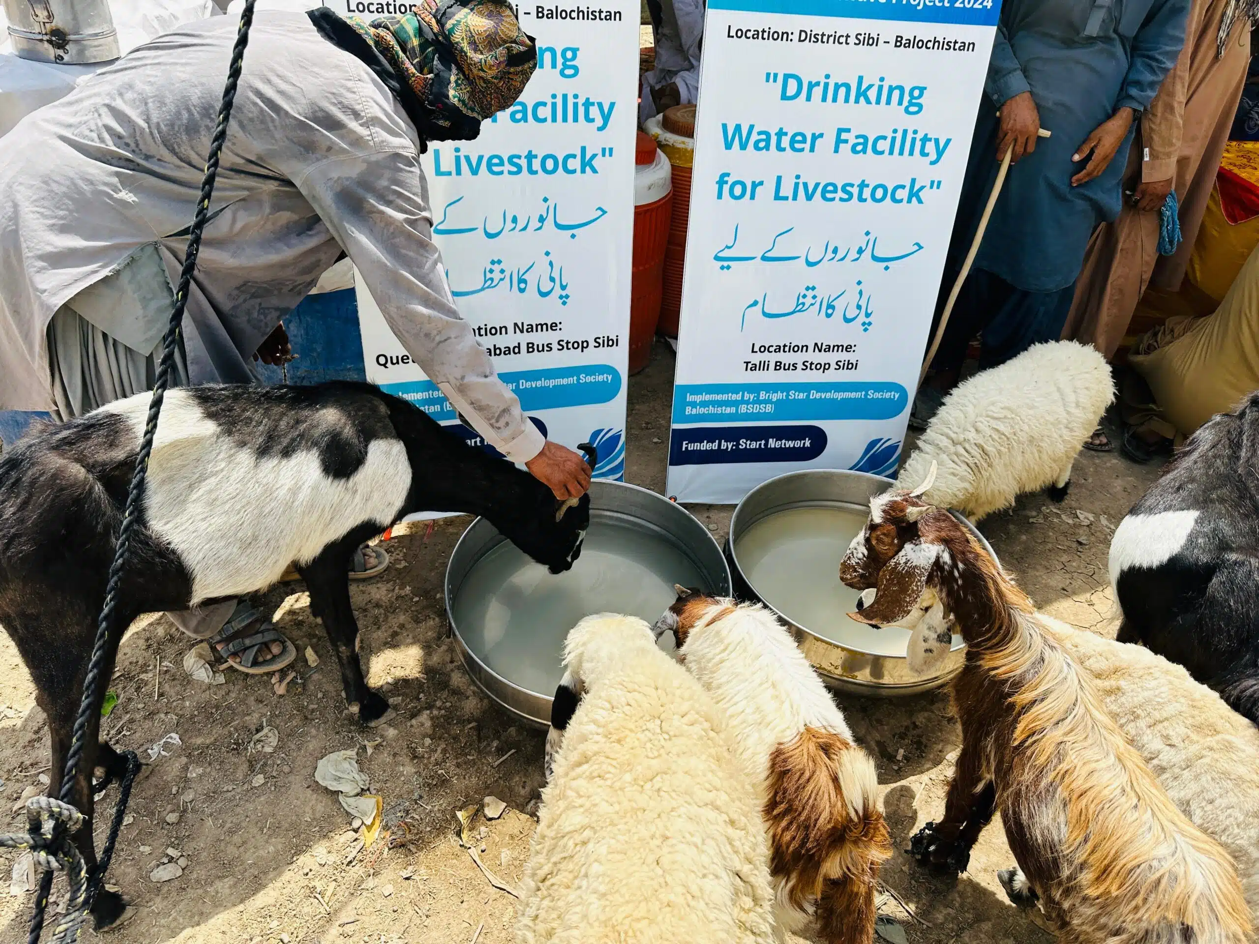 Livestock drinking from metal water containers provided through an anticipatory action project in Pakistan.