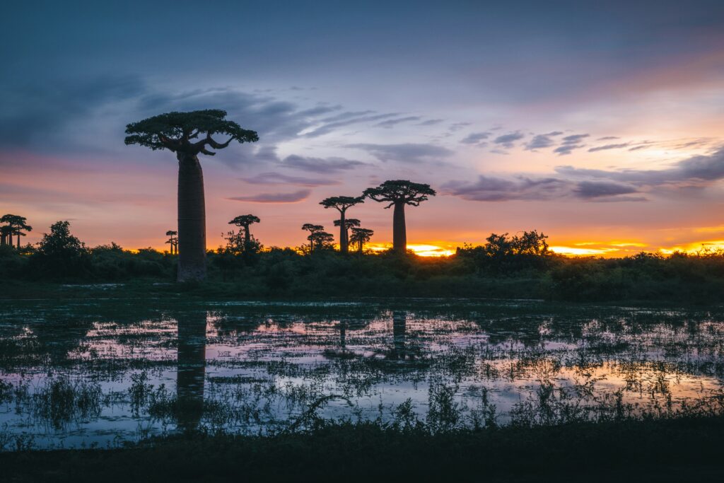 Baobab trees at sunset reflected in shallow flooded water in Madagascar.
