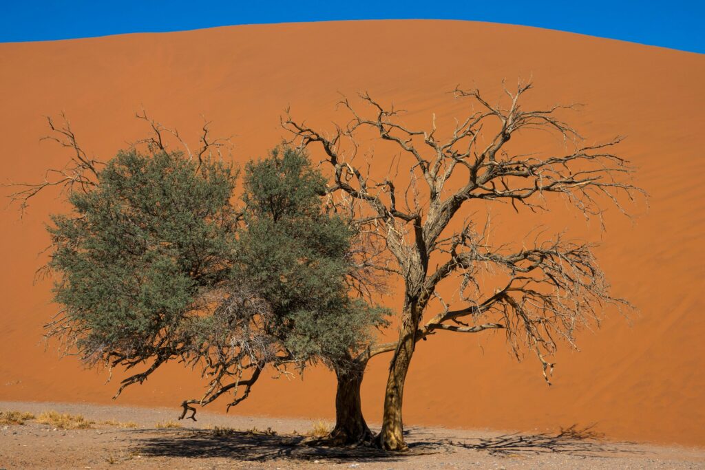 A lone tree with sparse foliage standing on dry ground in front of a large sand dune under a clear blue sky.