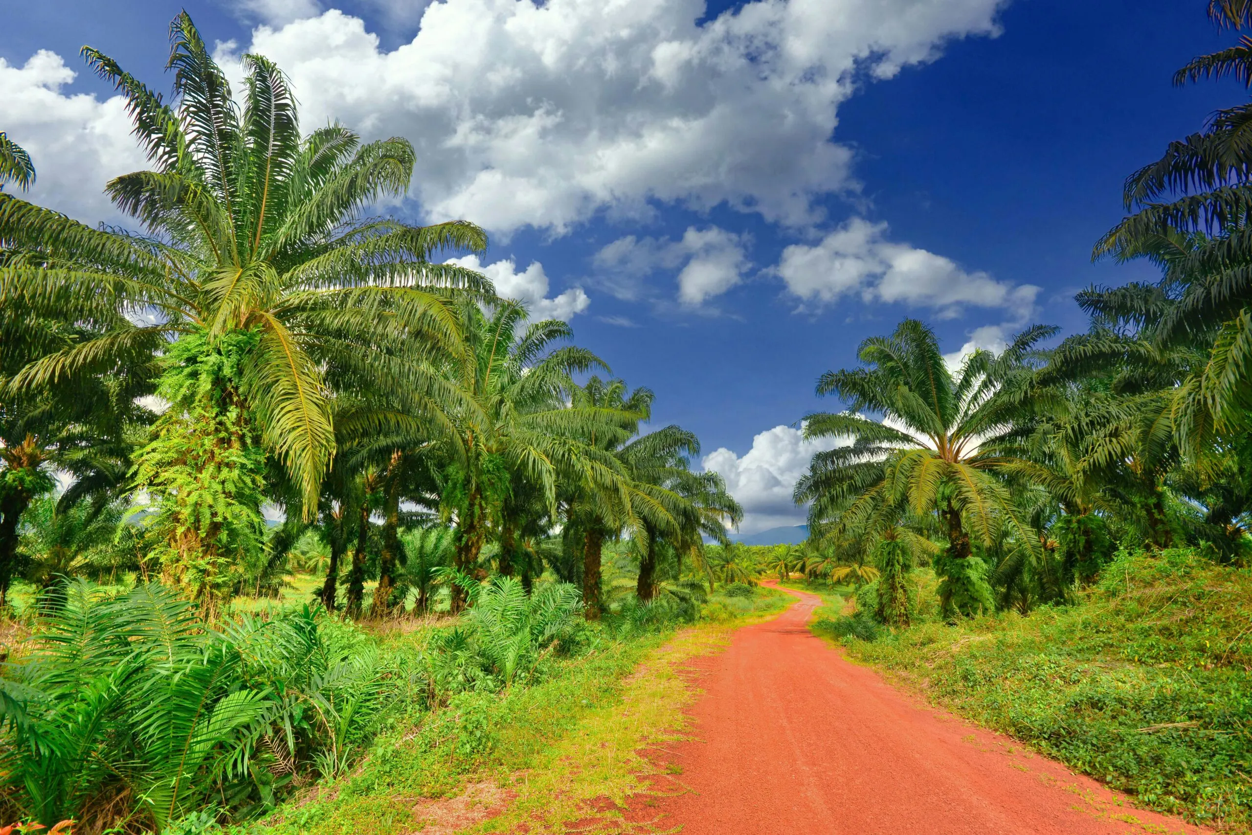 Red dirt road running through a tropical landscape with palm trees and dense green vegetation under a blue sky with large white clouds.