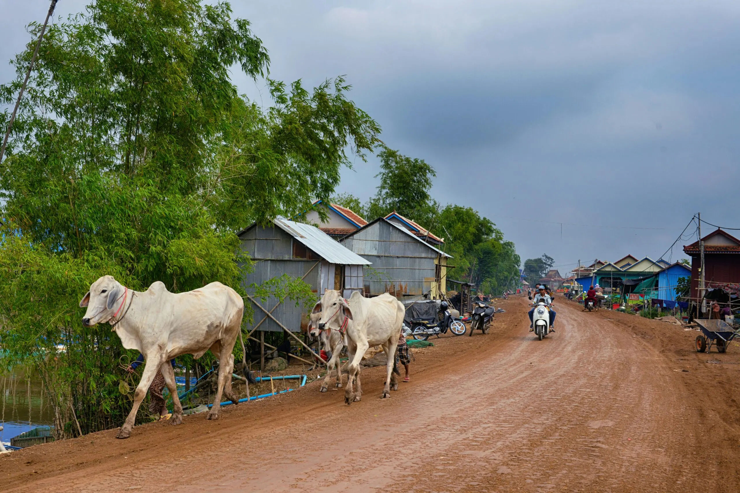 Unpaved road in a rural village with cattle walking beside houses, motorbikes travelling along the road, and trees lining a nearby waterway.