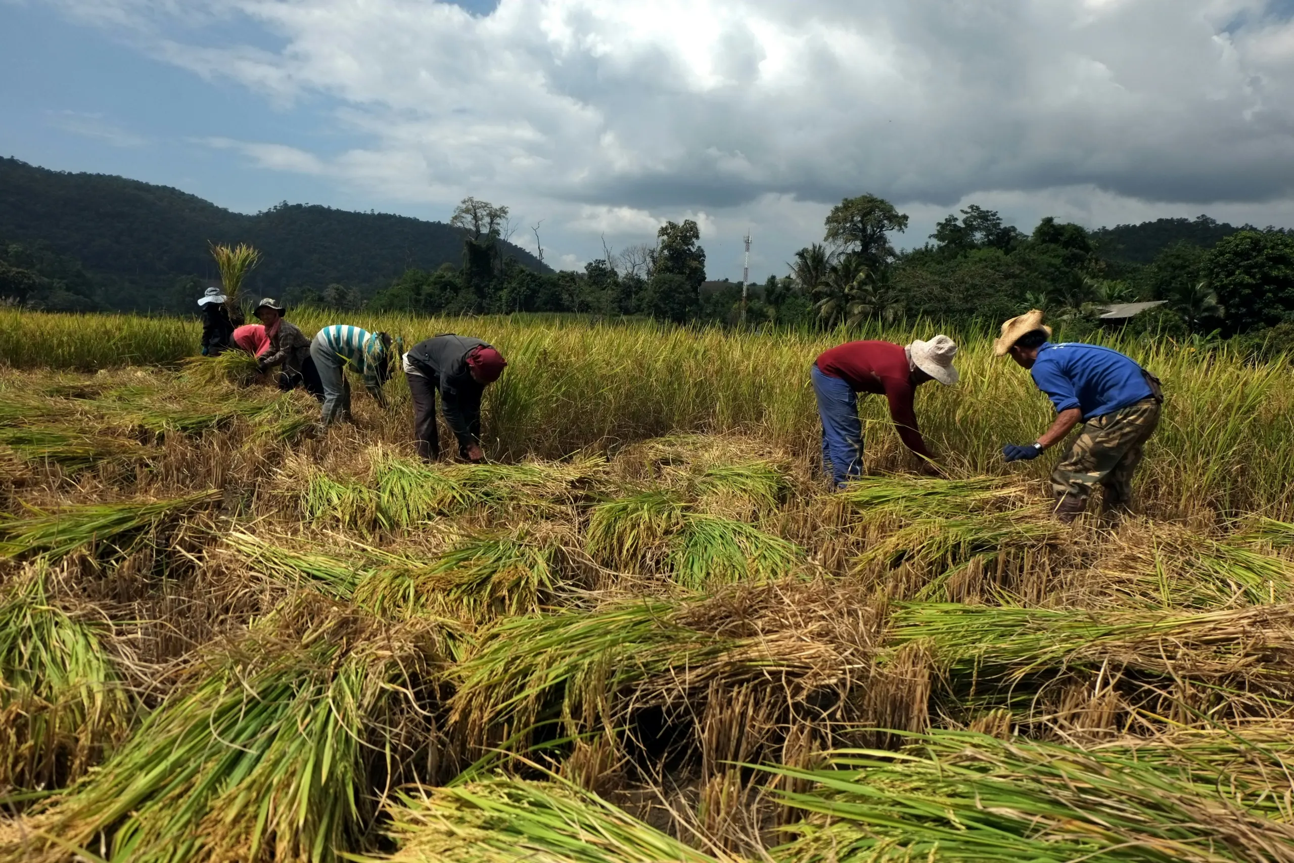 People harvesting rice by hand in a paddy field, with bundles of cut rice in the foreground and forested hills beneath a cloudy sky in the background.